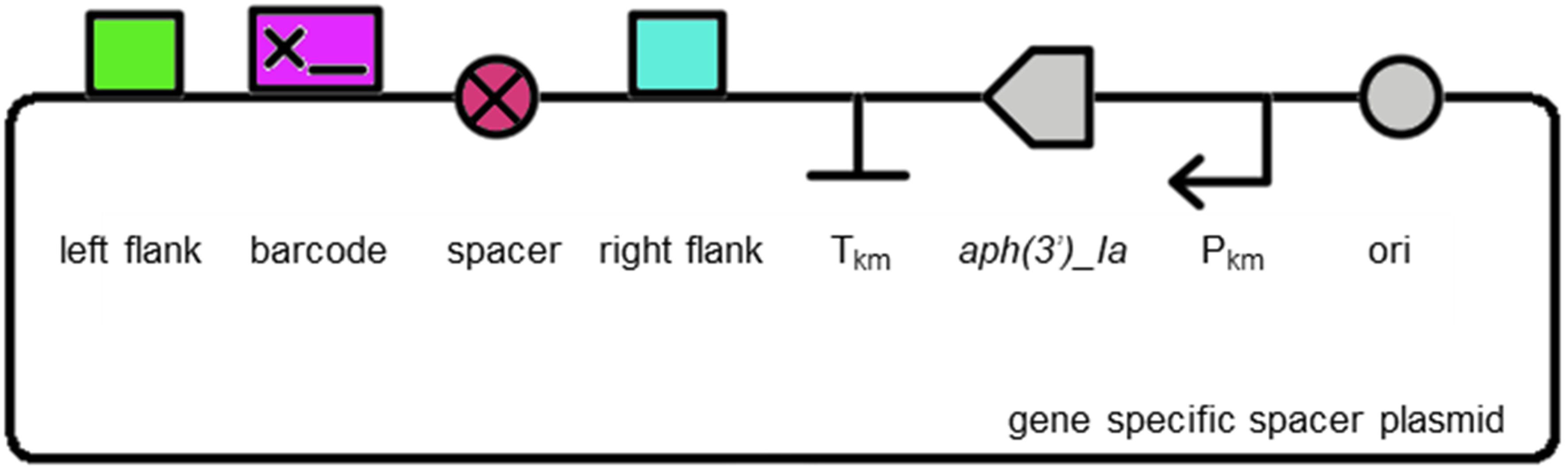 gene specific spacer plasmid